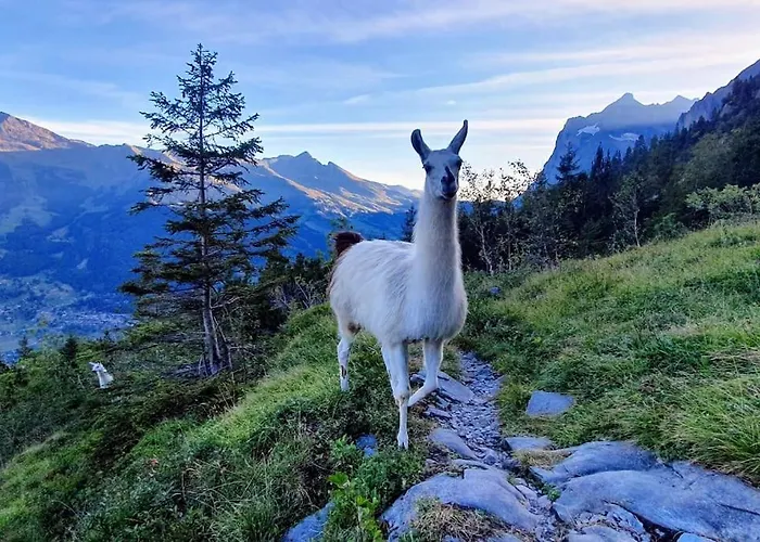 Apartamento Bergnest Grindelwald