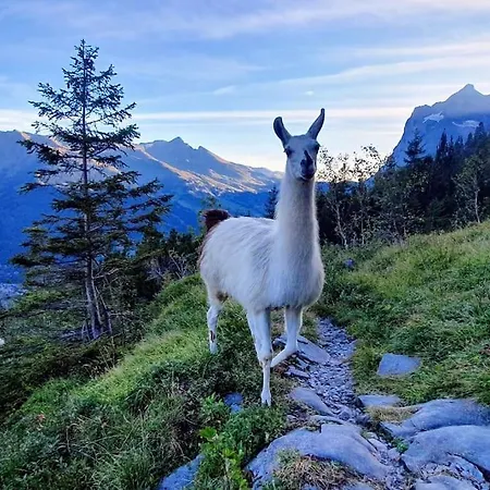 Апартаменты Bergnest Гриндельвальд